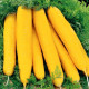 Mrkva žltá Jaune du doubs - Daucus carota - predaj semien - 1 g