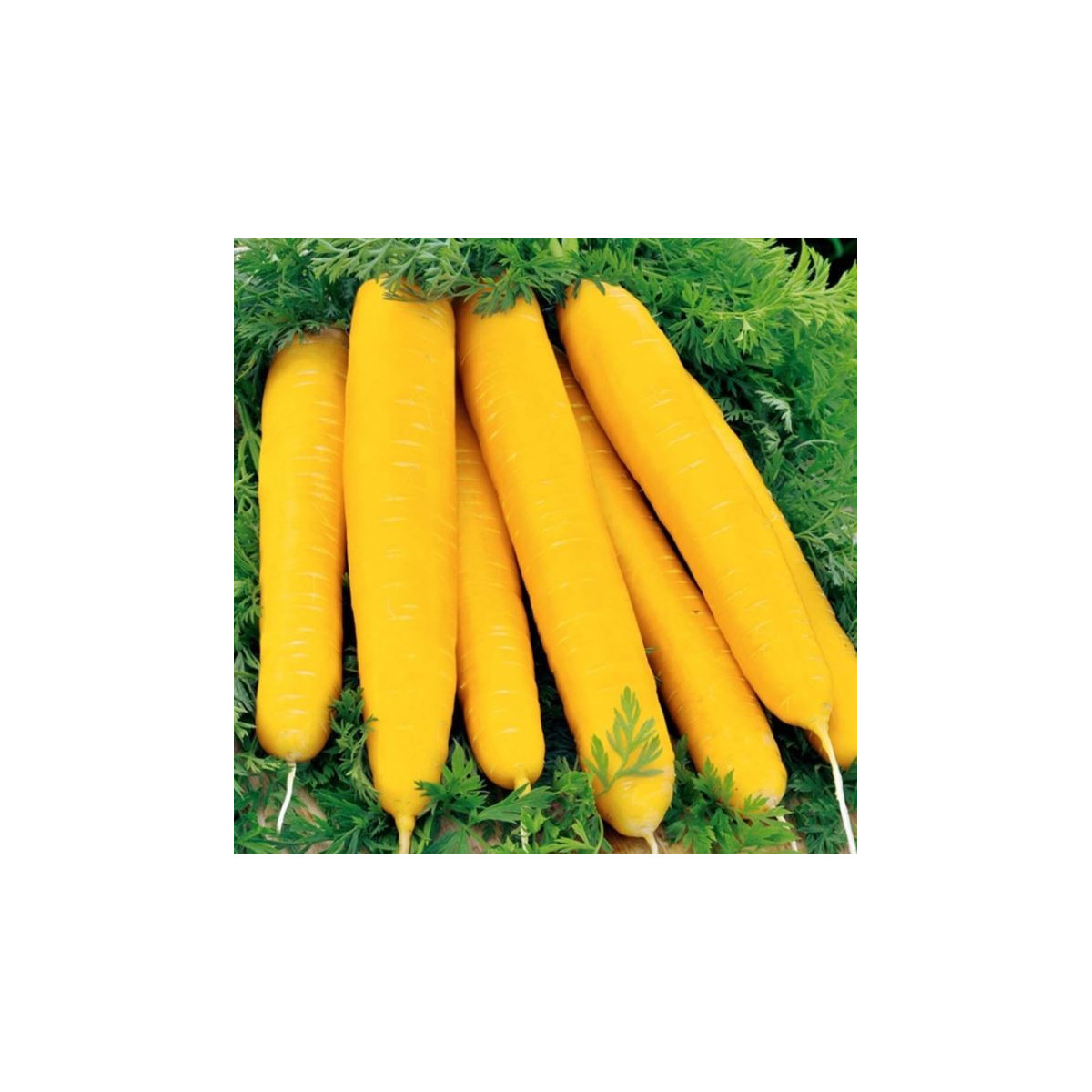 Mrkva žltá Jaune du doubs - Daucus carota - predaj semien - 1 g