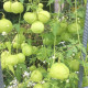 Balónovec nafúknutý Ballonwein - Cardiospermum halicacabum - predaj semien - 15 ks