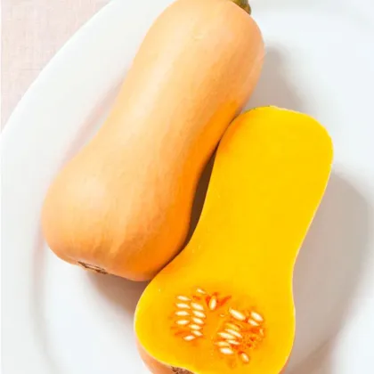 Bio tekvica Butterscotch F1 - Cucurbita moschata - predaj bio semien - 5 ks