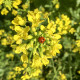 Horčica čierna - Brassica nigra - semiačka - 50 ks