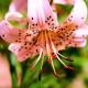 Ľalia Pink tiger - Lilium - predaj cibuľovín - 1 ks
