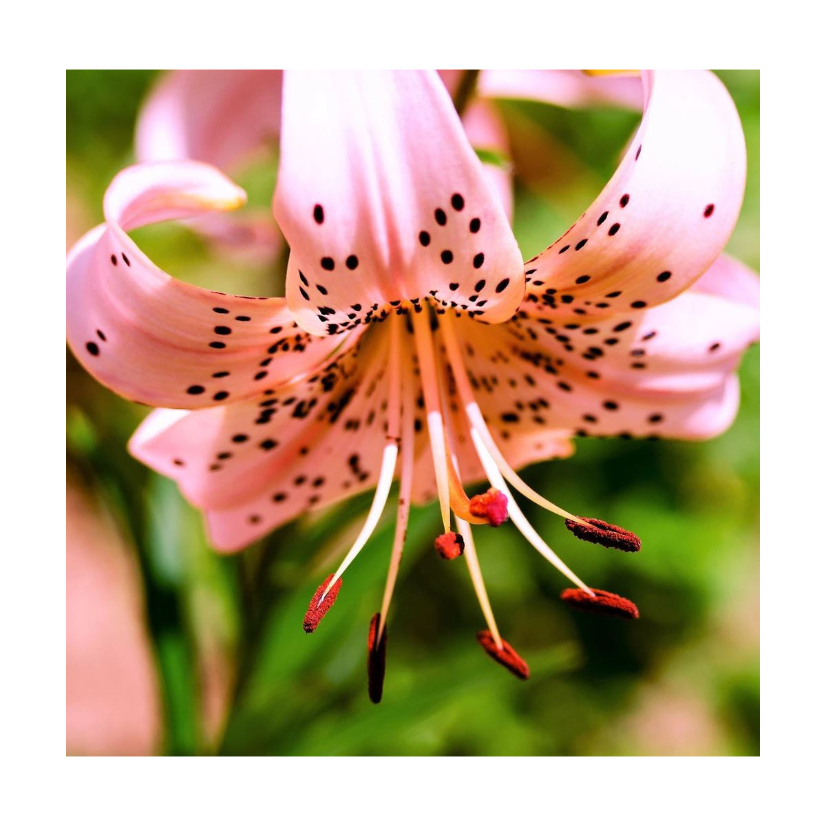 Ľalia Pink tiger - Lilium - predaj cibuľovín - 1 ks