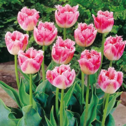 Tulipán Fancy Frills - Tulipa - predaj cibuľovín - 3 ks