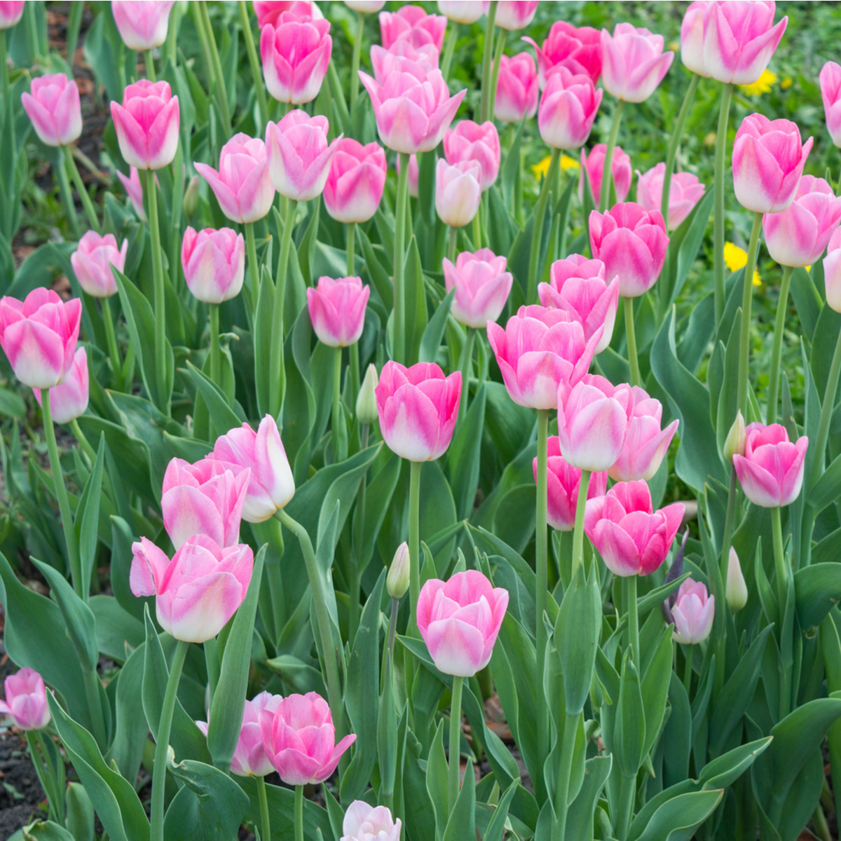 Tulipán Dynasty - Tulipa - predaj cibuľovín - 3 ks