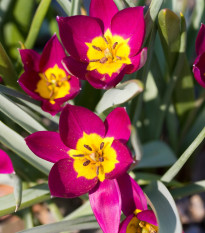 Tulipán Eastern Star - Tulipa - predaj cibuľovín - 3 ks