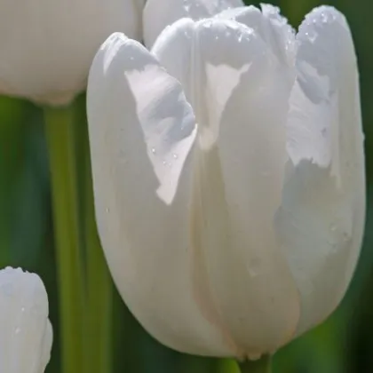 Tulipán Hakuun - Tulipa - predaj cibuľovín - 3 ks
