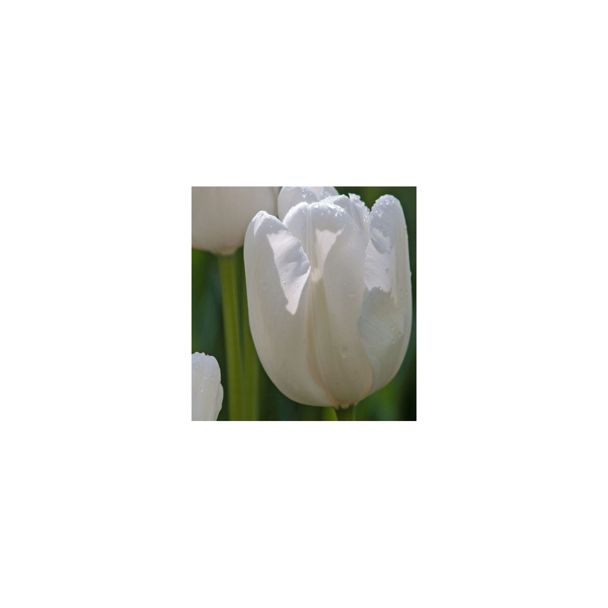 Tulipán Hakuun - Tulipa - predaj cibuľovín - 3 ks