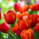 Tulipán Apeldoorn - Tulipa - predaj cibuľovín - 3 ks