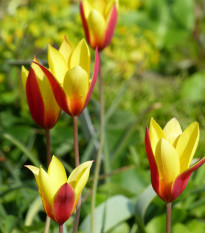 Tulipán Cynthia - Tulipa - predaj cibuľovín - 3 ks