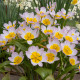 Tulipán Bakerii Lilac Wonder - Tulipa saxatilis - predaj cibuľovín - 3 ks