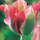 Tulipán Esperanto - Tulipa - predaj cibuľovín - 3 ks