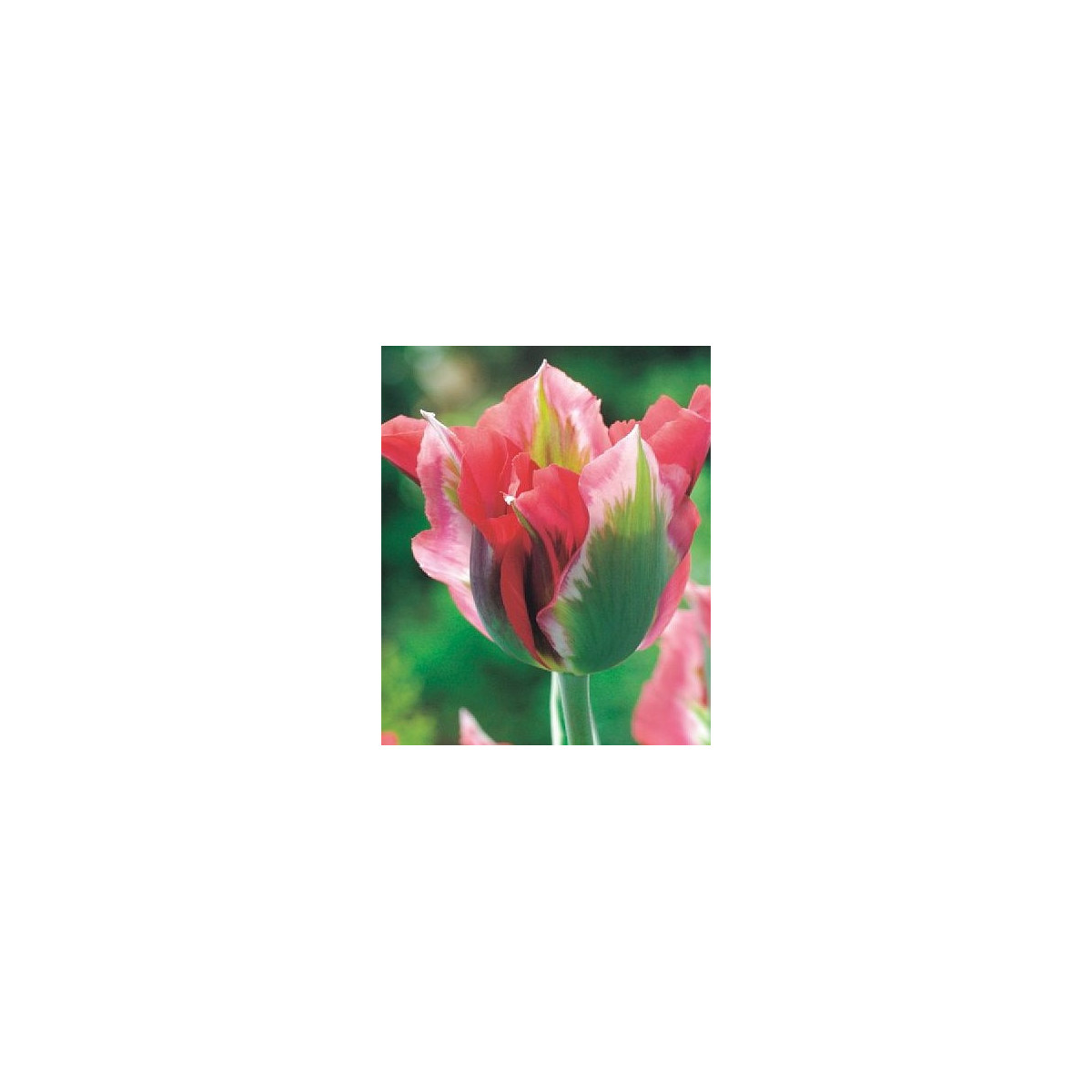 Tulipán Esperanto - Tulipa - predaj cibuľovín - 3 ks