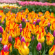 Tulipán Giuseppe Verdi - Tulipa - predaj cibuľovín - 3 ks