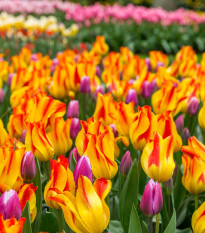 Tulipán Giuseppe Verdi - Tulipa - predaj cibuľovín - 3 ks