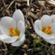 Krókus Miss Vain - Crocus biflorus - predaj cibuľovín - 3 ks