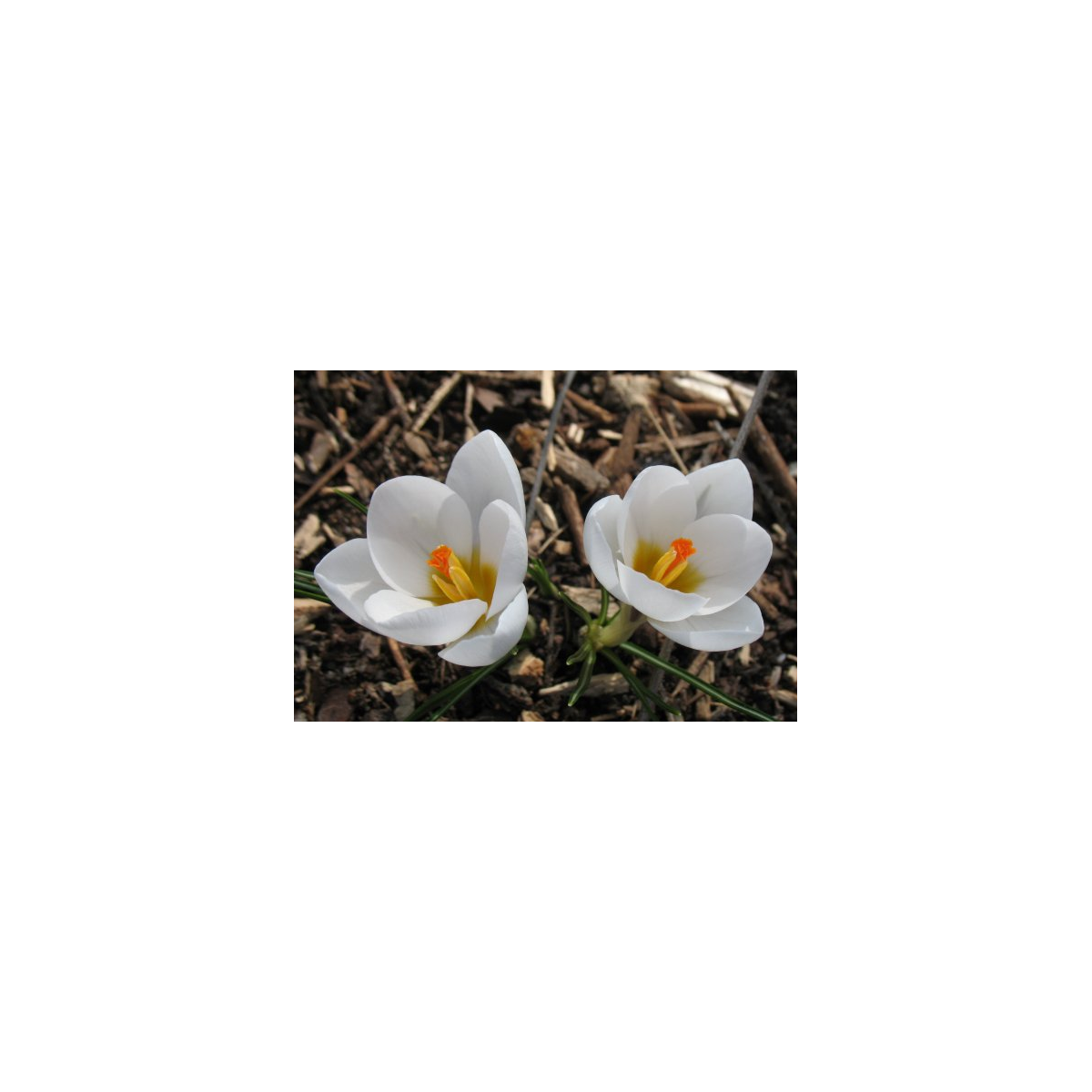 Krókus Miss Vain - Crocus biflorus - predaj cibuľovín - 3 ks