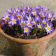 Krókus Tricolor - Crocus tricolor - predaj cibuľovín - 3 ks