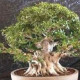 Fikus tajvanský - Ficus retusa - semiačka - 5 ks