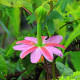 Mučenka banánová - Passiflora mollissima - semiačka - 5 ks
