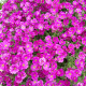 Tarička záhradná červená - Aubrieta hybrida - predaj semien trvaliek - 200 ks