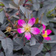 Ruža sivá - rosa glauca - Rosa - predaj semien ruží - semená - 5 ks