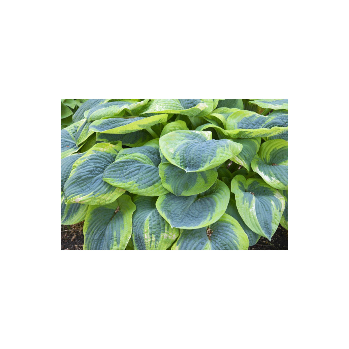 Funkia - Hosta Francess Williams - predaj cibuľovín - 1 ks