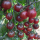 Paradajka Rosella - Cherry paradajky - Solanum lycopersicum - predaj semien rajčiaka - 6 Ks