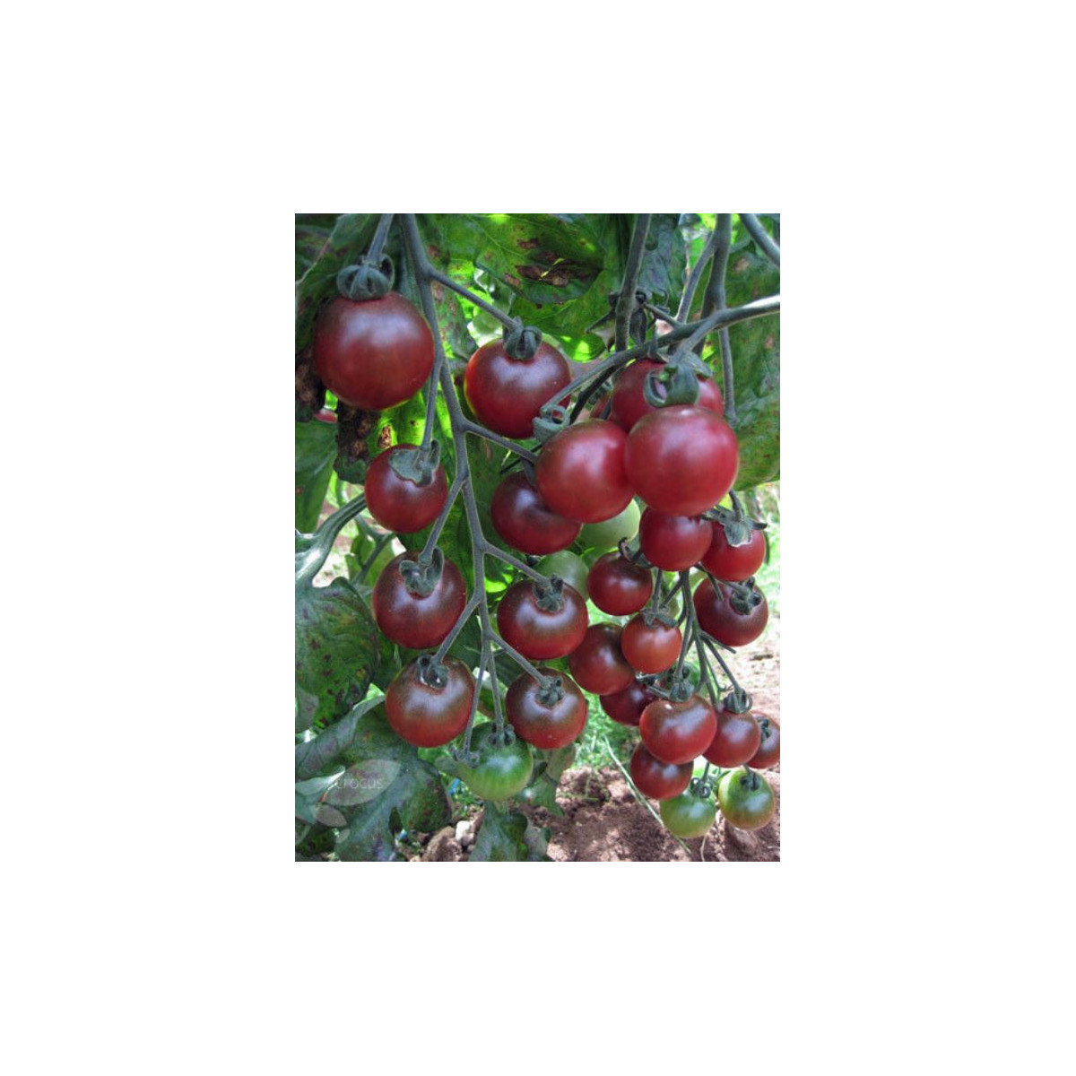 Paradajka Rosella - Cherry paradajky - Solanum lycopersicum - predaj semien rajčiaka - 6 Ks