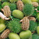 Uhorka okrasná - Cucumis insignis - predaj semien - 6 ks