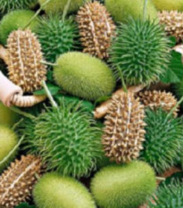 Uhorka okrasná - Cucumis insignis - predaj semien - 6 ks