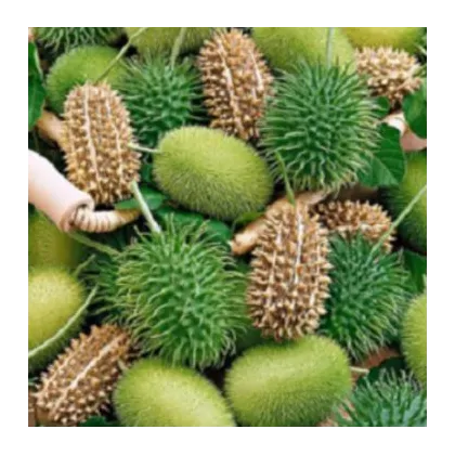 Uhorka okrasná - Cucumis insignis - predaj semien - 6 ks