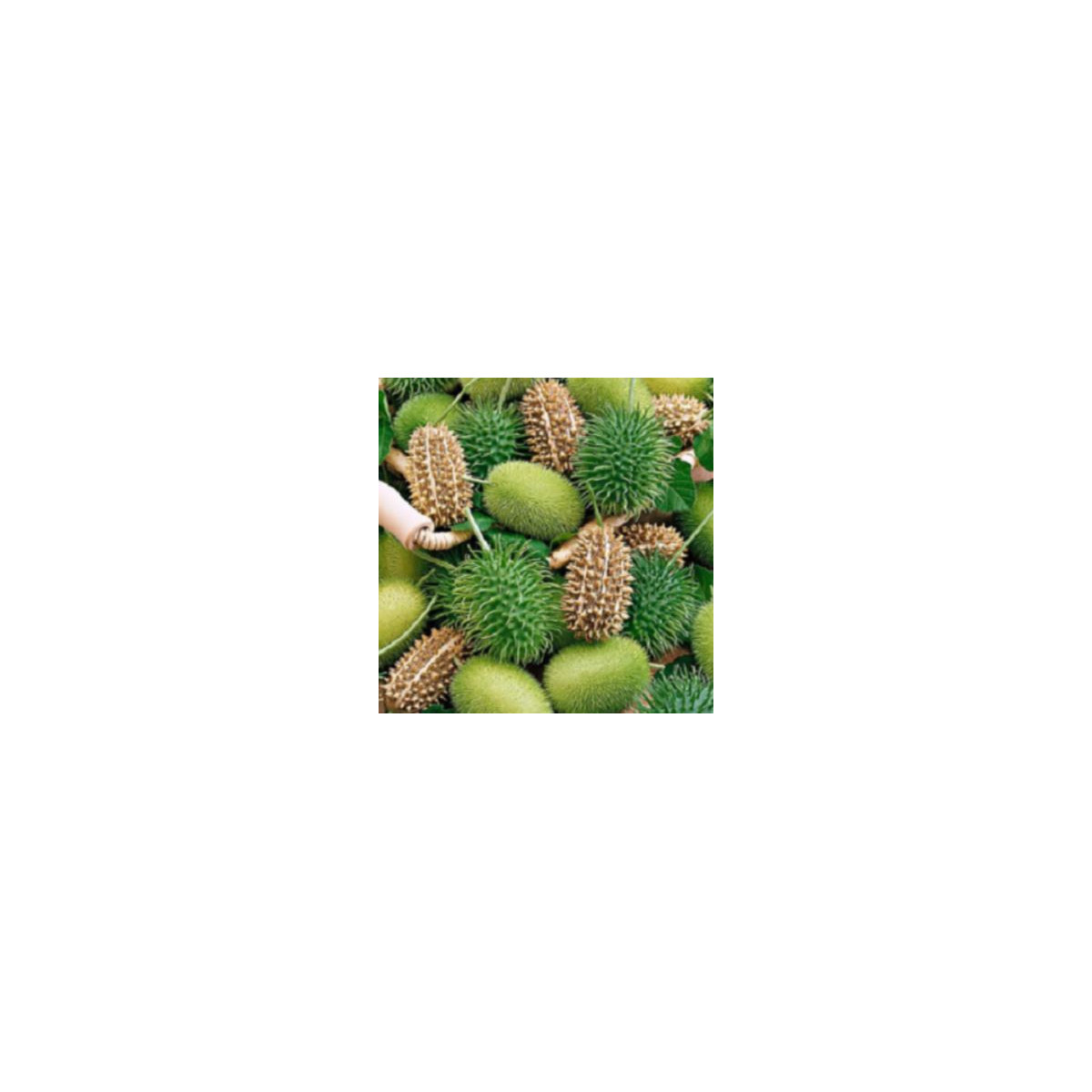 Uhorka okrasná - Cucumis insignis - predaj semien - 6 ks