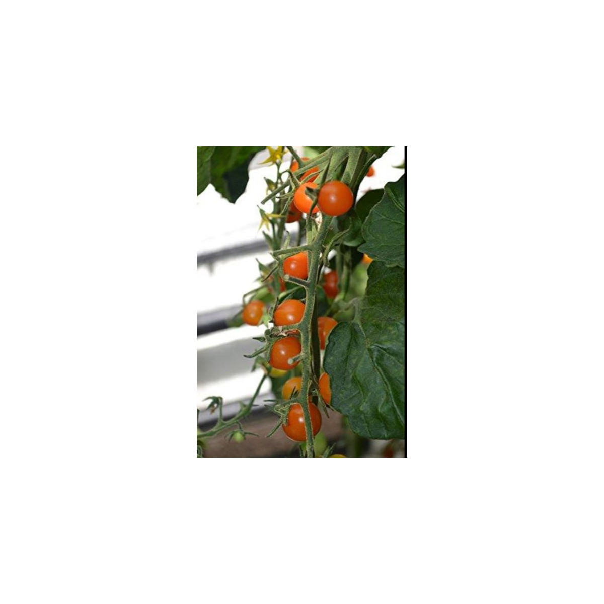 Paradajka Sungold F1- Solanum lycopersicum - predaj semien rajčiaka - 6 ks