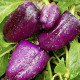 Paprika fialová Oda - Capsicum annuum - predaj semien - 9 ks