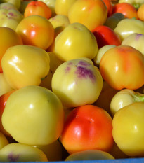 Paprika rajčiaková Nagykuti - Capsicum annuum - predaj semien - 7 ks