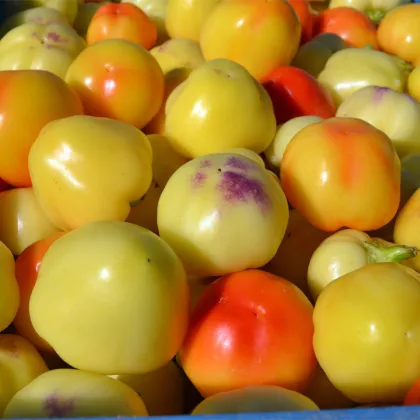 Paprika rajčiaková Nagykuti - Capsicum annuum - predaj semien - 7 ks