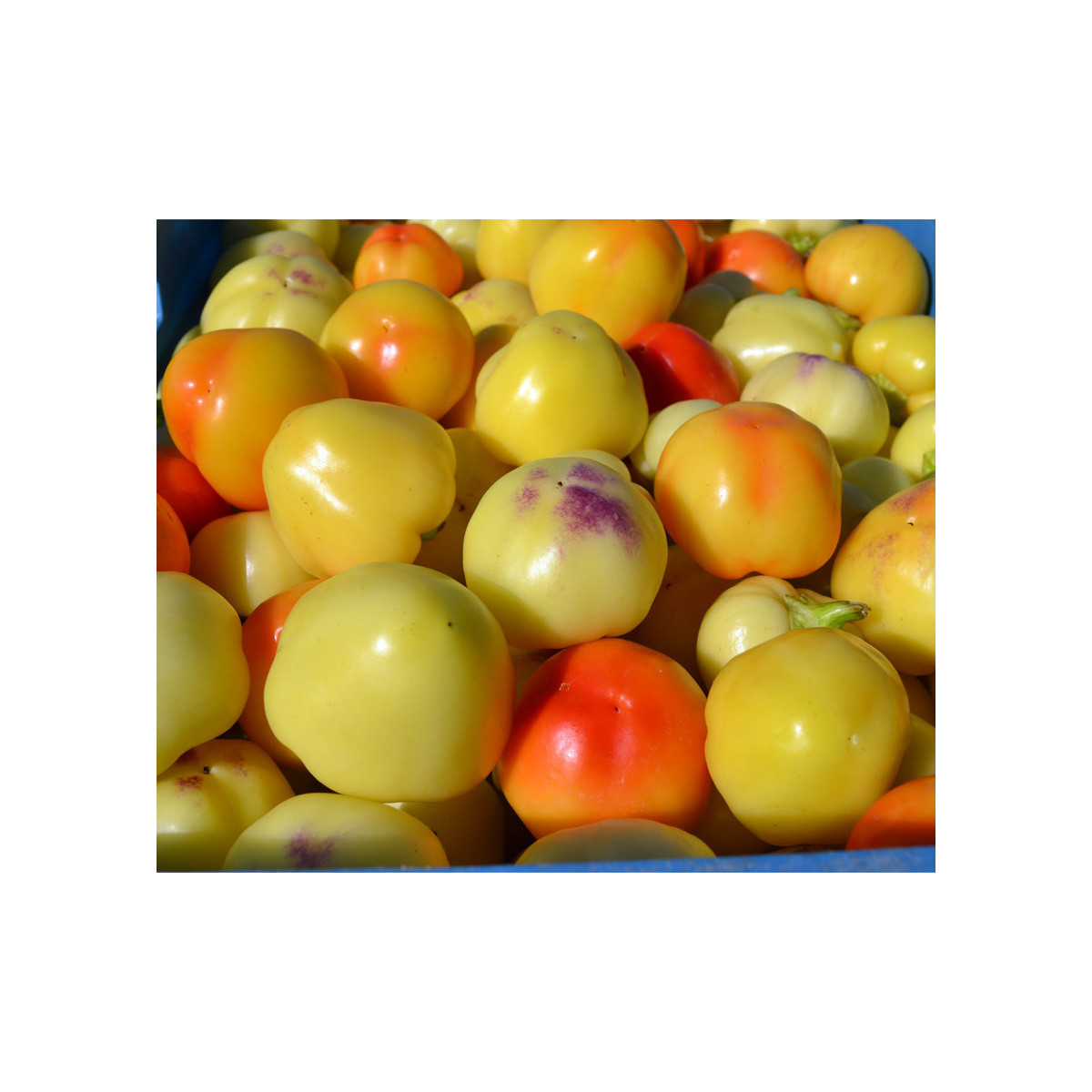 Paprika rajčiaková Nagykuti - Capsicum annuum - predaj semien - 7 ks