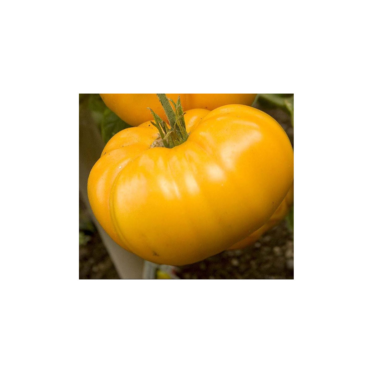 Paradajka Brandywine žltá - Solanum lycopersicum - predaj semien rajčiaka - 7 ks
