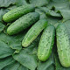 Uhorka F1 Altaj - nakladačka - Cucumis sativus - 15 ks