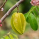 Karambola - Čínska hviezdica - Averrhoa carambola - semiačka - 5 ks