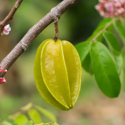 Karambola - Čínska hviezdica - Averrhoa carambola - semiačka - 5 ks
