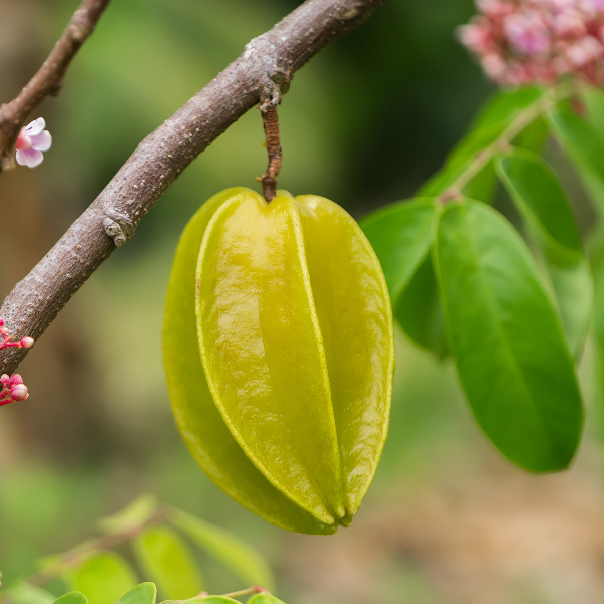 Karambola - Čínska hviezdica - Averrhoa carambola - semiačka - 5 ks