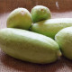 Zeleninový melón - Carosello Baresey - Cucumis flexuosus - predaj semien melónovej uhorky - 7 ks