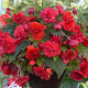 Begónia previsnutá Red Glory - Begonia odorata - predaj cibuľovín - 2 ks