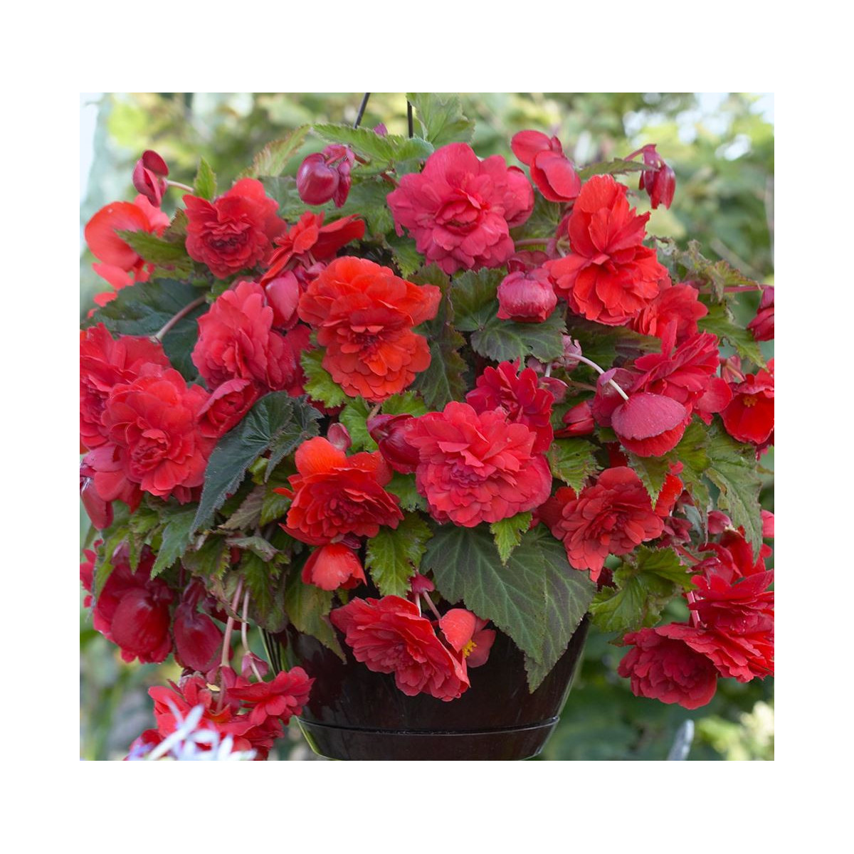Begónia previsnutá Red Glory - Begonia odorata - predaj cibuľovín - 2 ks