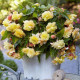 Begónia previsnutá Sunny Dream - Begonia odorata - predaj cibuľovín - 2 ks