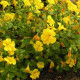 Čarodejka žltá - Mimulus luteus - predaj semien - 200 ks