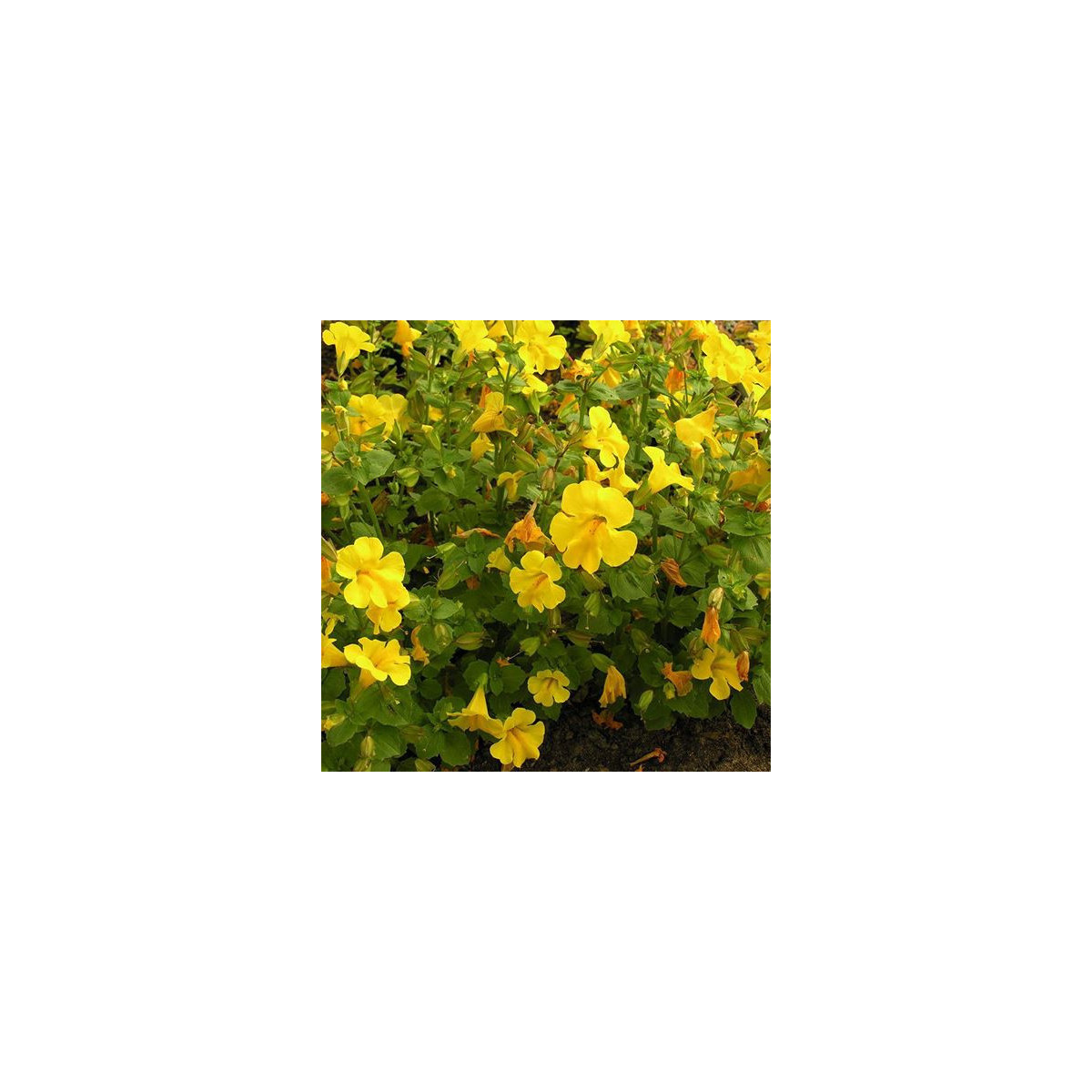Čarodejka žltá - Mimulus luteus - predaj semien - 200 ks