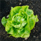 BIO Šalát hlávkový maslový Sylvesta - Lactuca sativa - predaj bio semien - 100 ks